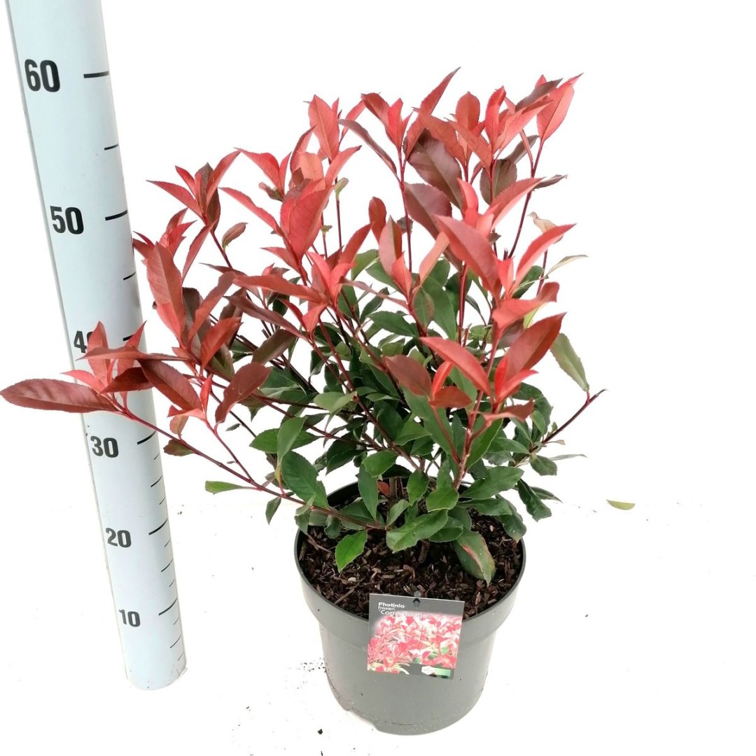 Photinia fraseri CARRE’ ROUGE